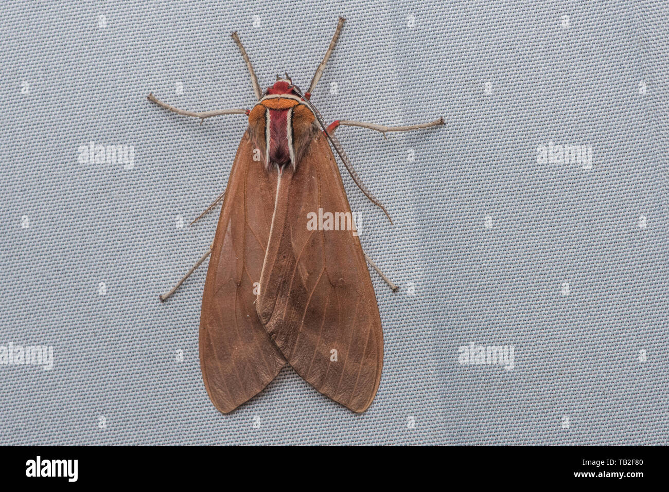 Ein Makro Foto von einer ecuadorianischen Tiger Moth aus dem Nebelwald. Stockfoto