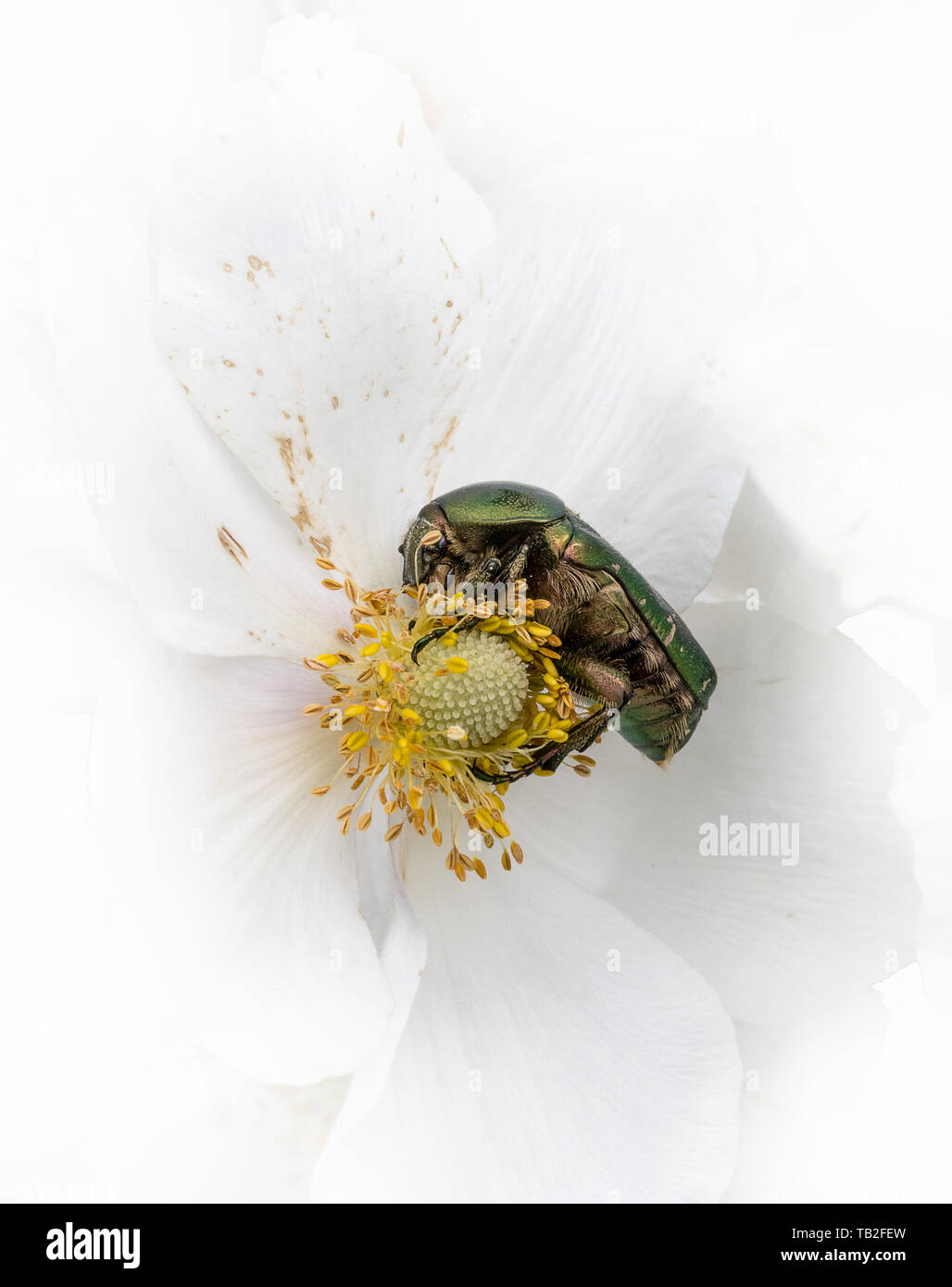 Gold glänzend rose Käfer auf weiße Blüte während des Essens vor weißem Hintergrund Stockfoto