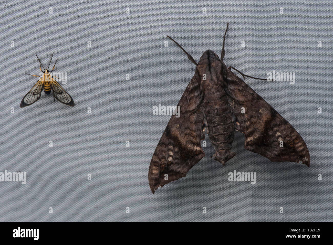 Eine sphinx Moth neben einem viel kleineren Tiger Moth (Loxophlebia nomia) vom ecuadorianischen Nebelwald. Stockfoto