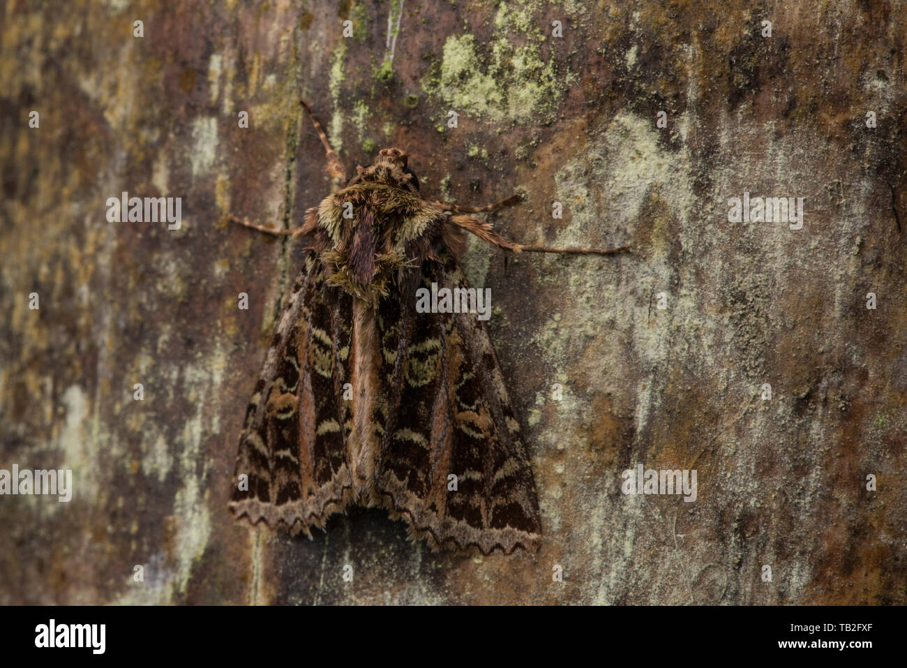 Eine Motte in der cutworm und Dart Motte Unterfamilie Noctuinae auf der Oberfläche des Holzes im ecuadorianischen Regenwald getarnt. Stockfoto