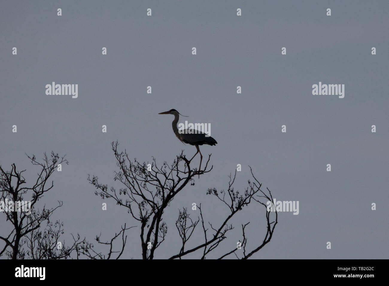 Silhouette einer Reiher sitzen auf einem Baum mit grauen Hintergrund. Stockfoto
