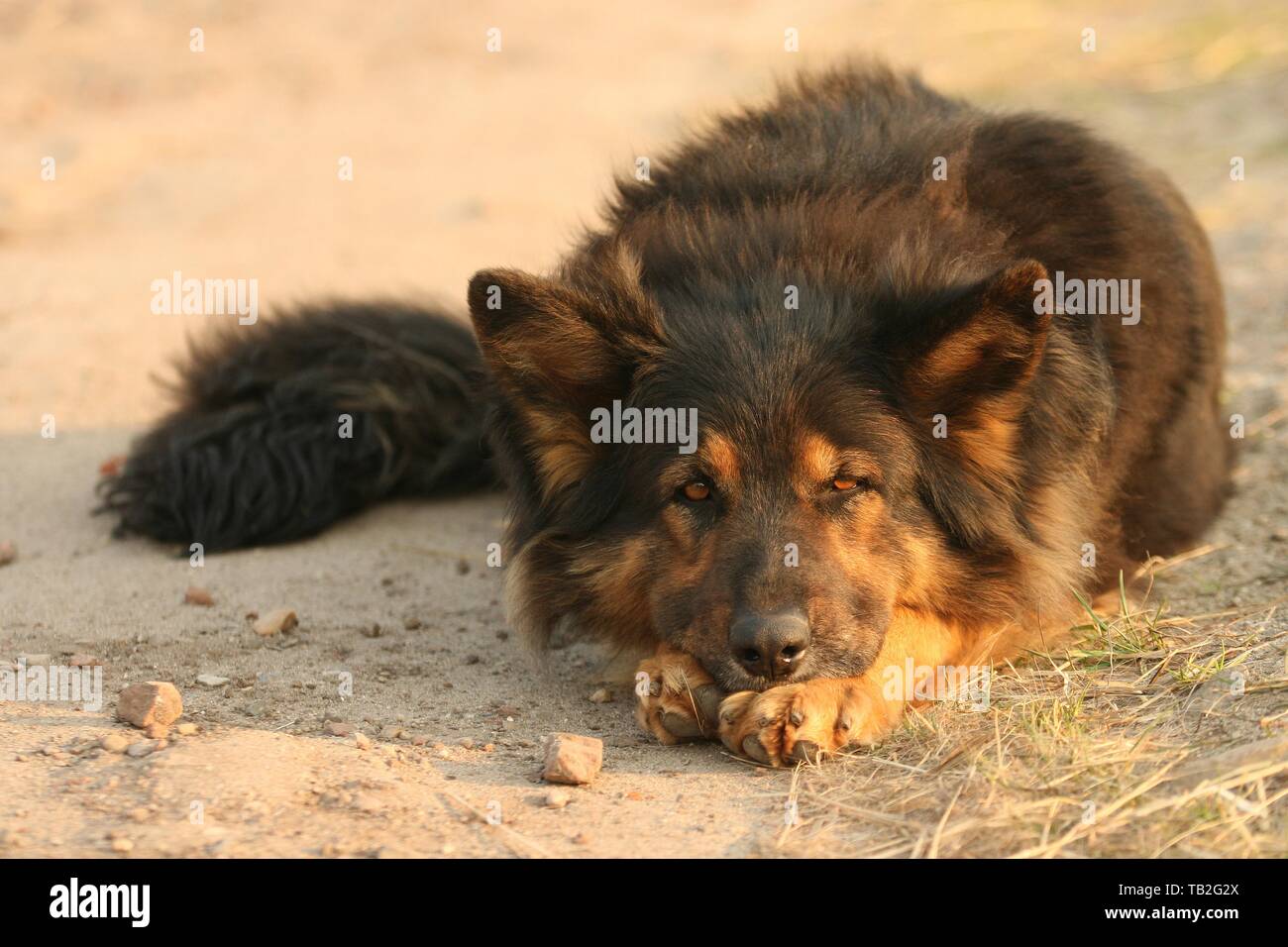 Alt Deutscher Schäferhund liegend Stockfoto