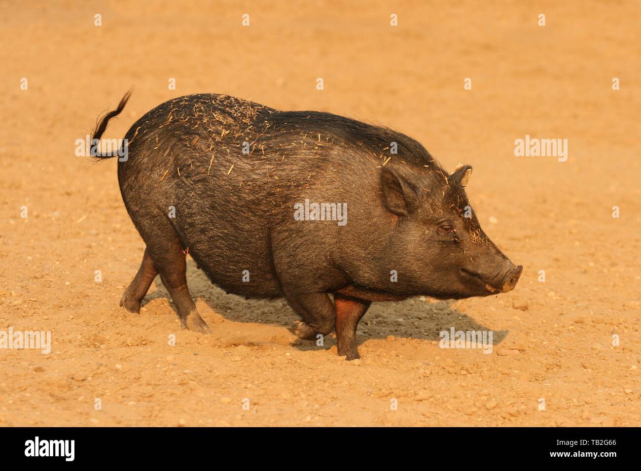Teetasse Schweine Stockfotos Und Bilder Kaufen Alamy
