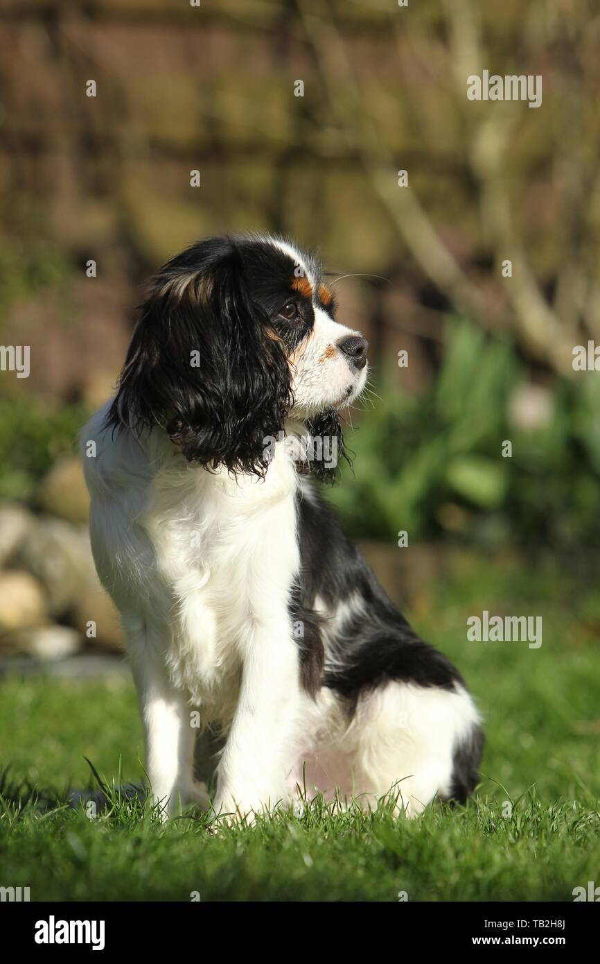 Cavalier King Charles Spaniel sitzend Stockfoto