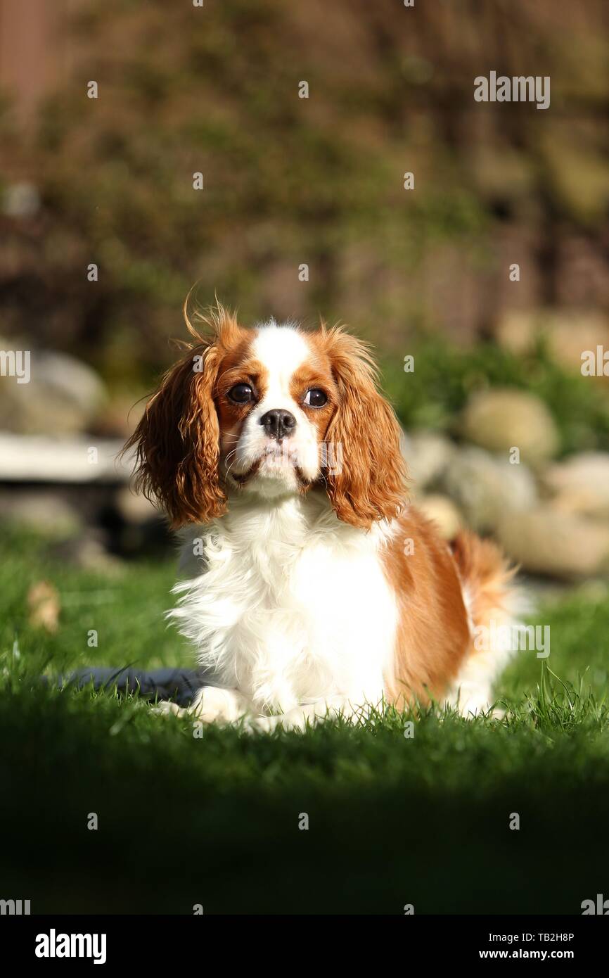Cavalier King Charles Spaniel liegend Stockfoto