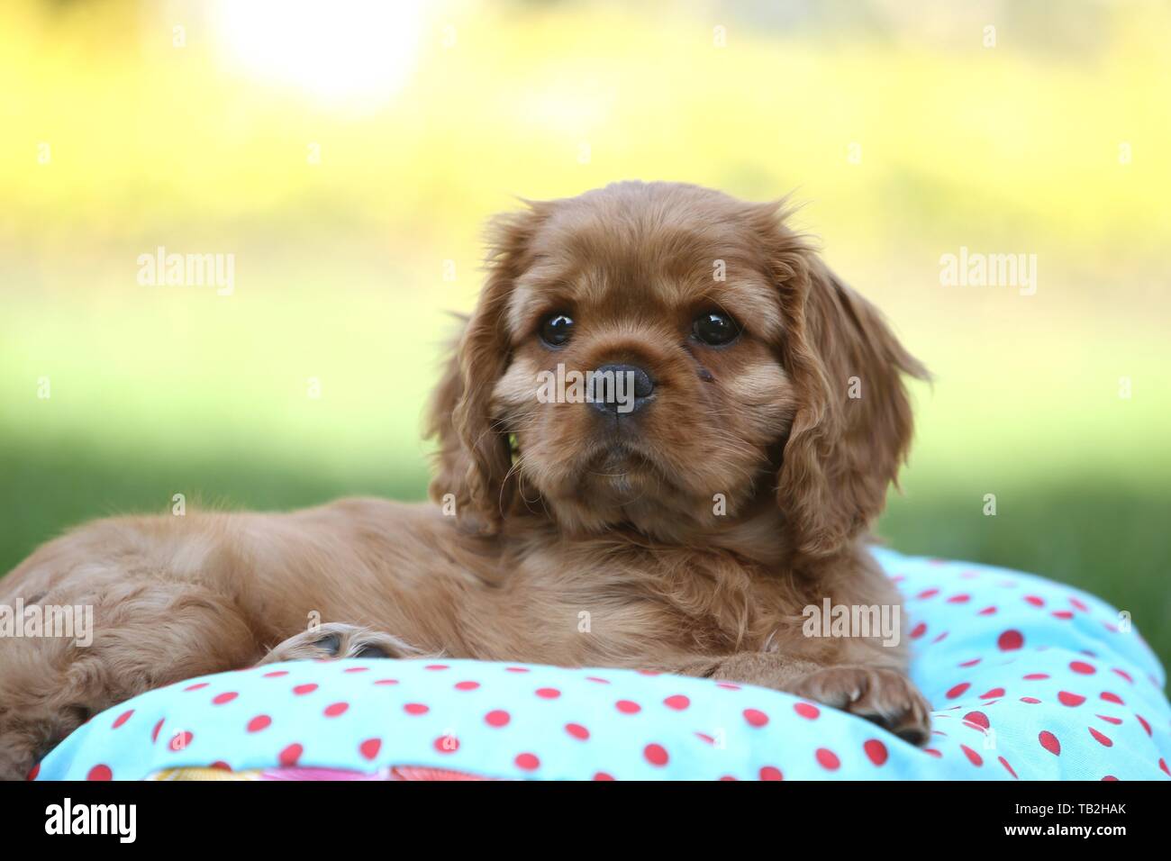 Cavalier King Charles Spaniel Welpen Stockfoto