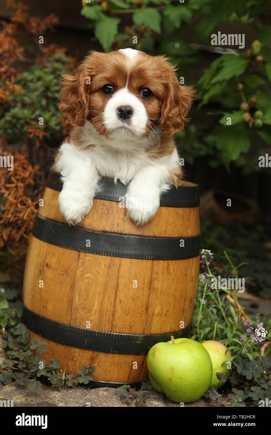 Cavalier King Charles Spaniel in Weinfass Stockfoto