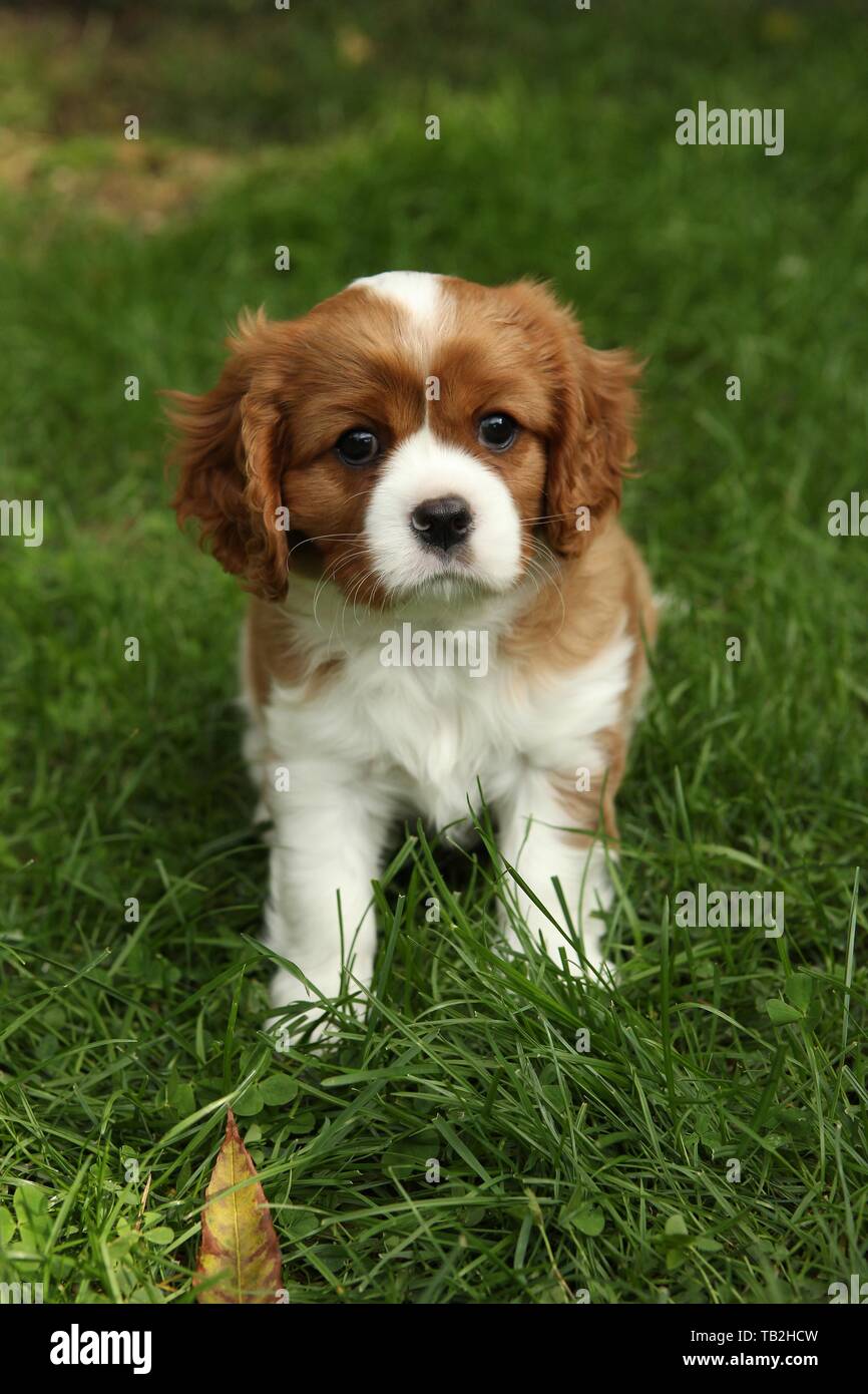 Cavalier King Charles Spaniel sitzt im Gras Stockfoto
