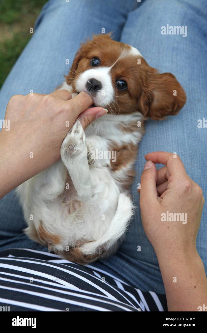 Cavalier King Charles Spaniel auf dem Schoß Stockfoto