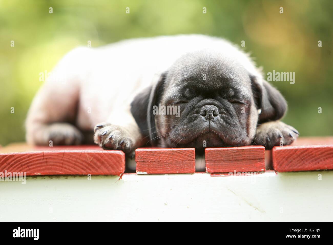 Mops Welpen Stockfoto