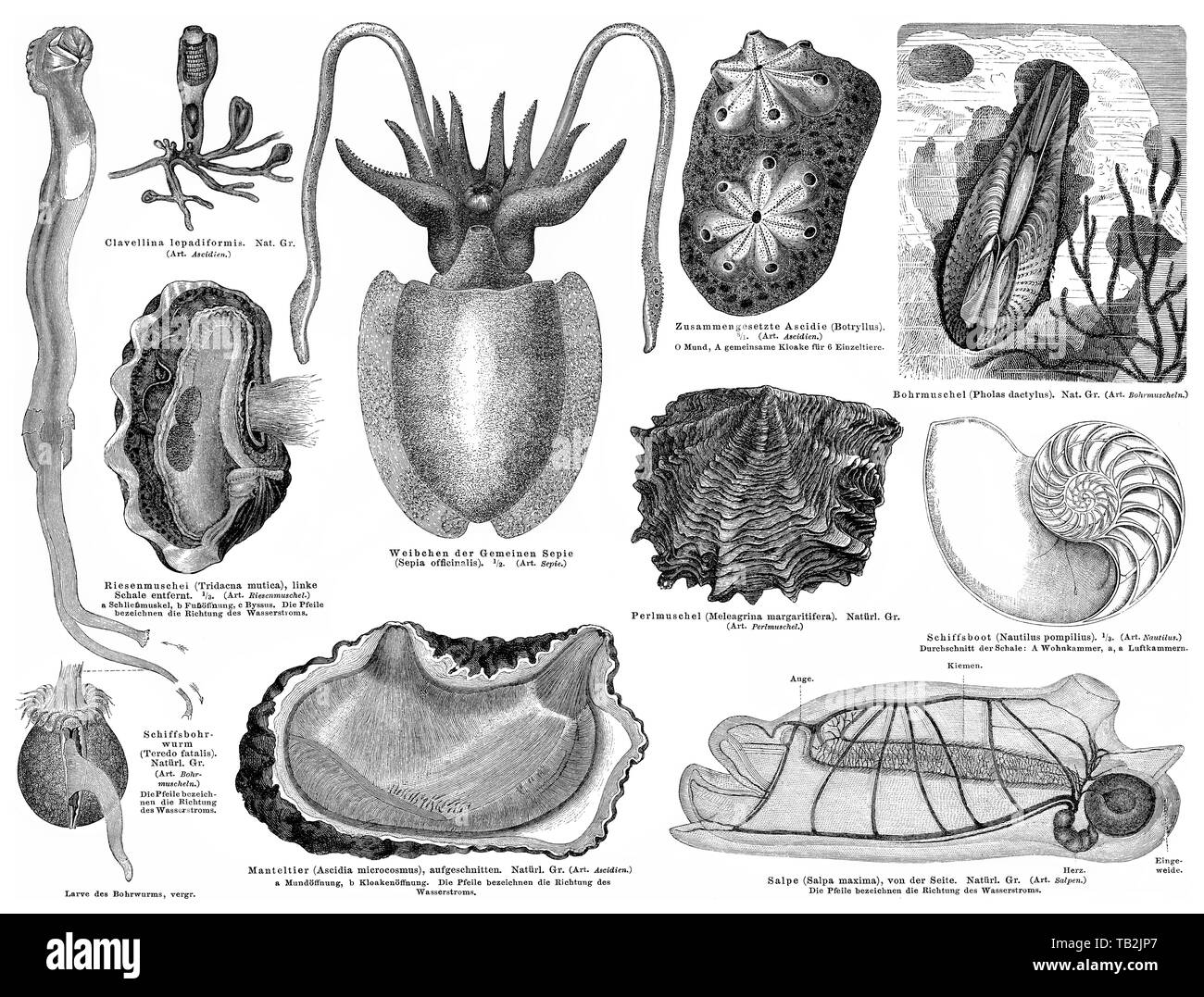 Muscheln oder Weichtiere (Mollusca) Manteltiere (Tunicata, Urochordata), Weichtiere (Mollusca) Manteltiere oder Mollusken und Stockfoto