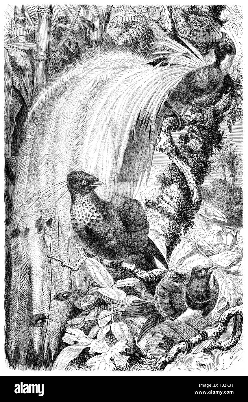 Birds-of-Paradies, Paradisaeidae, Passeriformes Stockfoto