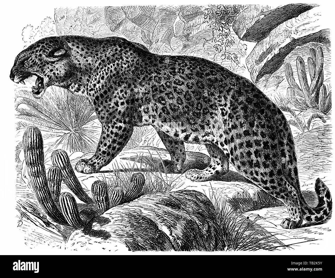 Historische, zeichnerische Darstellung, Pantherkatze, Großkatze, Leopard (Panthera pardus), 19. Jahrhundert, aus Meyers Konversations-Lexikon, 1889 Stockfoto