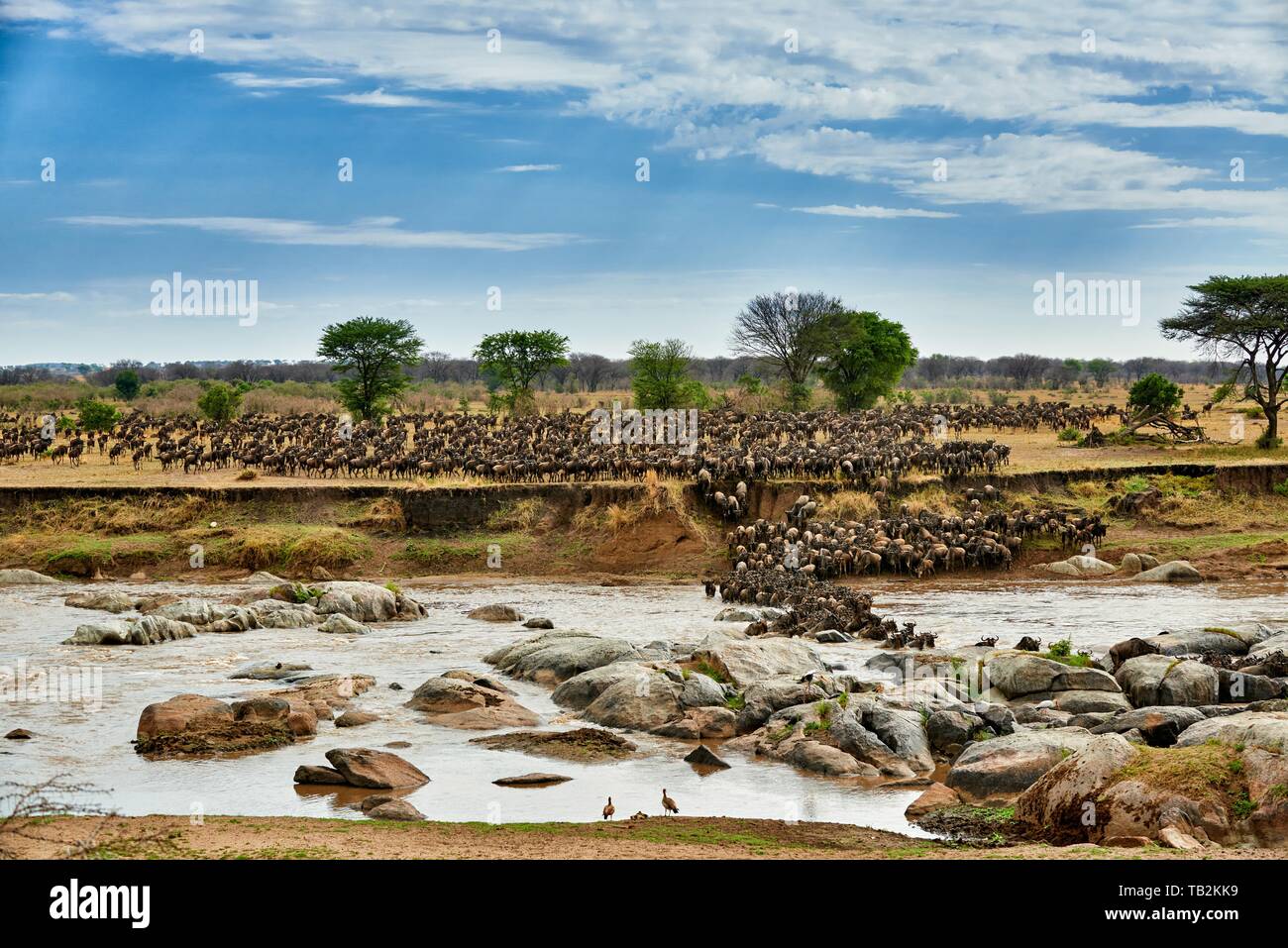 Western White - bärtigen Gnus Stockfoto