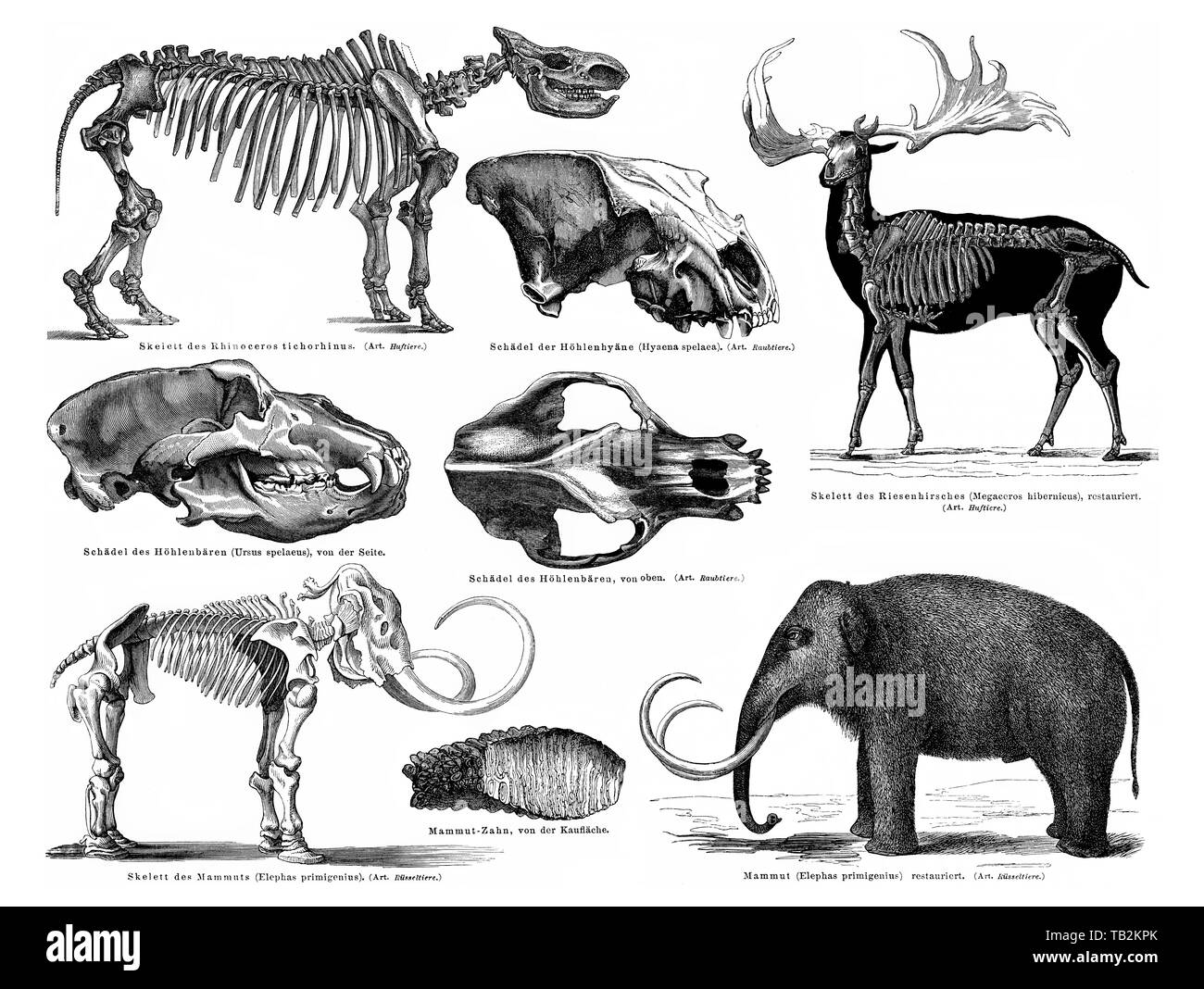 Tiere und Skelette bilden die Pleistozänen Periode, Mammut, riesige Rotwild, Höhlenbär, Höhle, Hyäne, Rinocerus tichorhinus, Historische, zeichnerische Darstellung, Tiere und Skelette aus dem Pleistozän, Zeitabschnitt in der Erdgeschichte, Mammut, Höhlenbär, Riesenhirsch, Höhlenhyäne, Rinocerus tichorhinus, 19. Jahrhundert, aus Meyers Konversations-Lexikon von 1890 Stockfoto