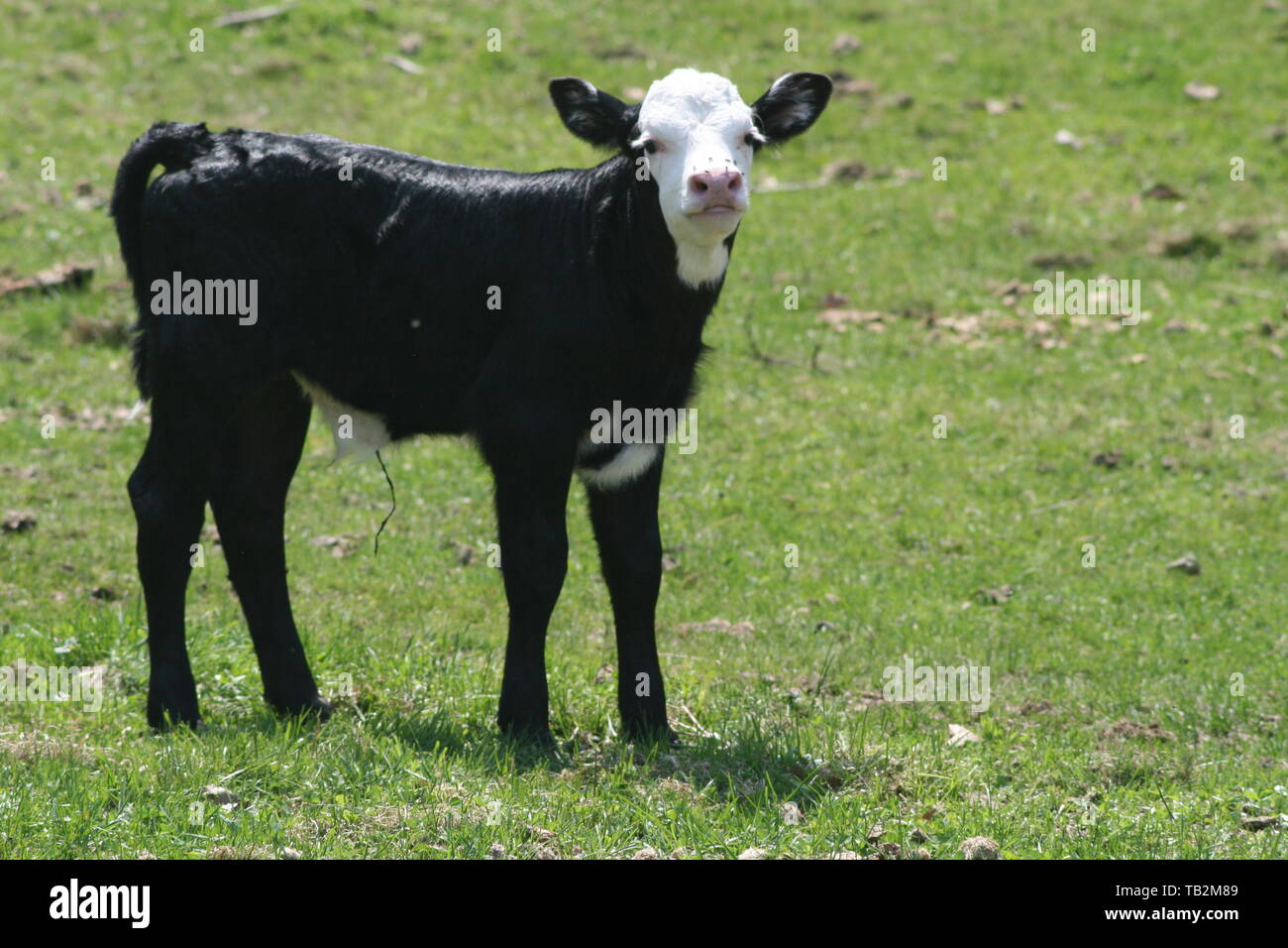 Junge Schwarze und Weiße konfrontiert Kalb in Feld allein neugierig zu sehen, was im Feld Stockfoto