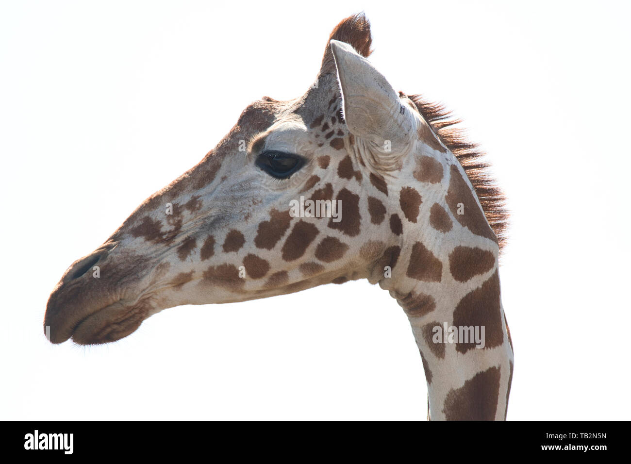 Der Kopf der vernetzten Giraffe (Giraffa camelopardalis reticulata) vor weißem Hintergrund Stockfoto
