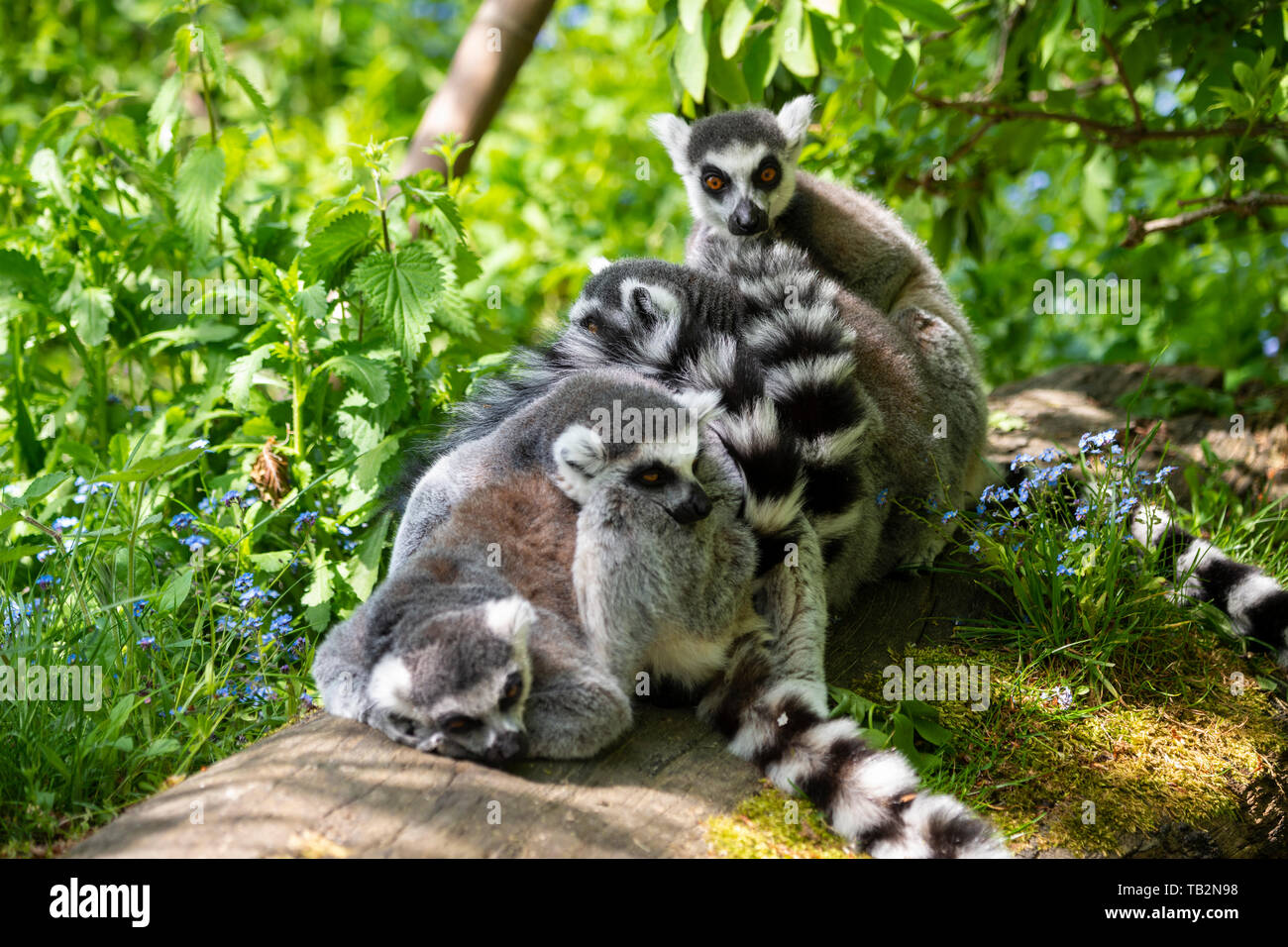 Gruppe männlicher Ring-tailed Lemures (Lemur catta) gepresst zusammen auf Anmelden lemur Spaziergang durch Gehäuse im Zoo von Edinburgh, Schottland, Großbritannien Stockfoto
