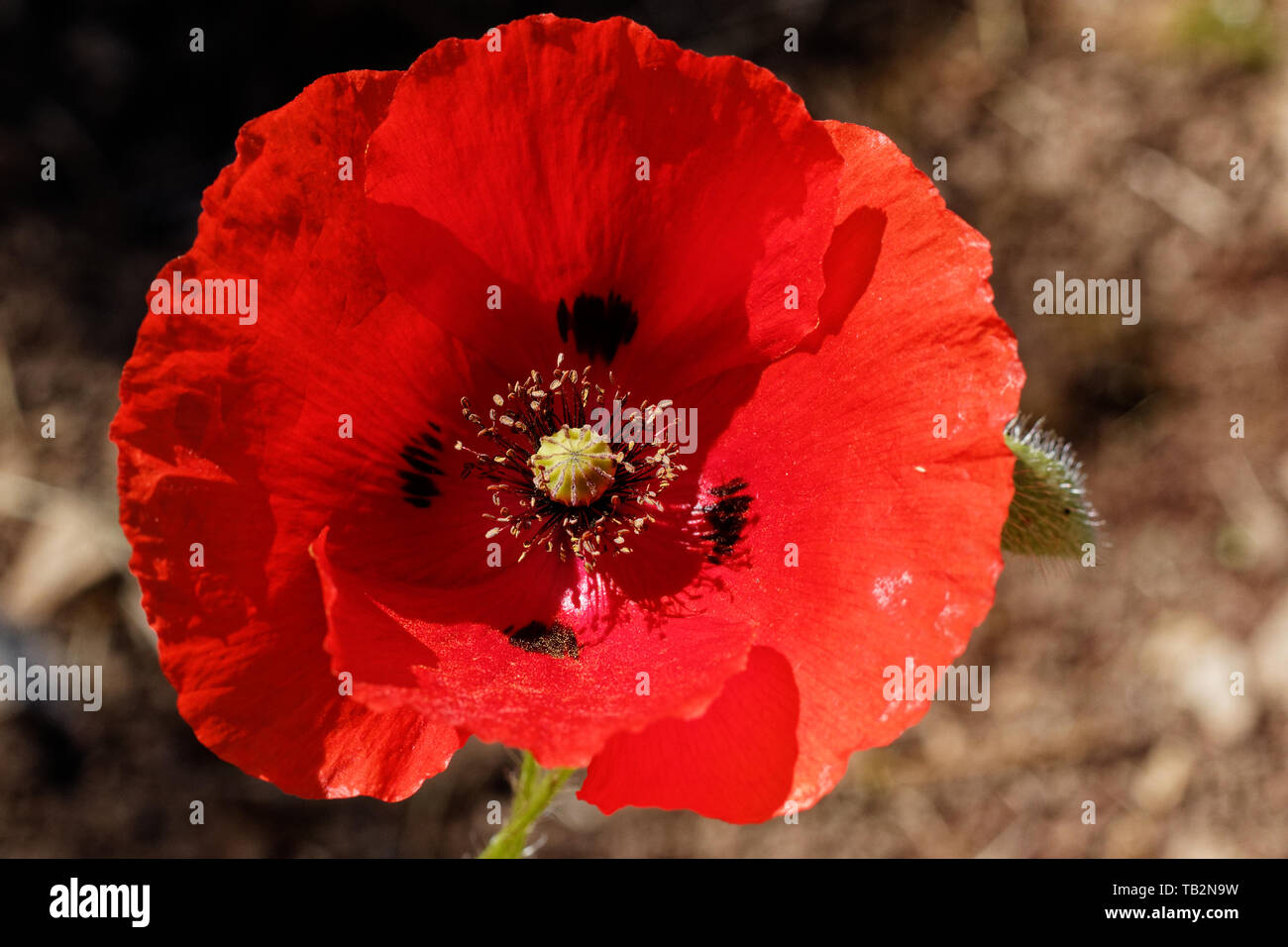 Poppy Flower (Papaver rhoeas) in der Natur. Stockfoto