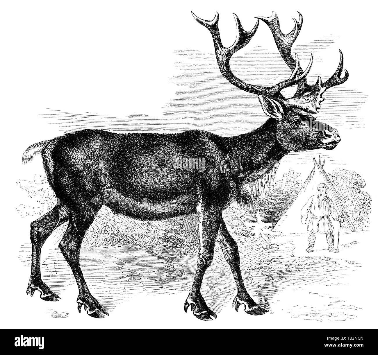 Historische Illustration einer Rentier, Historische, zeichnerische Darstellung, Ren oder Rentier (Rangifer tarandus), Hirsch (Cervidae) oder Geweihträger, Paarhufer (Artiodactyla), 19. Jahrhundert, aus Meyers Konversations-Lexikon, 1889 Stockfoto