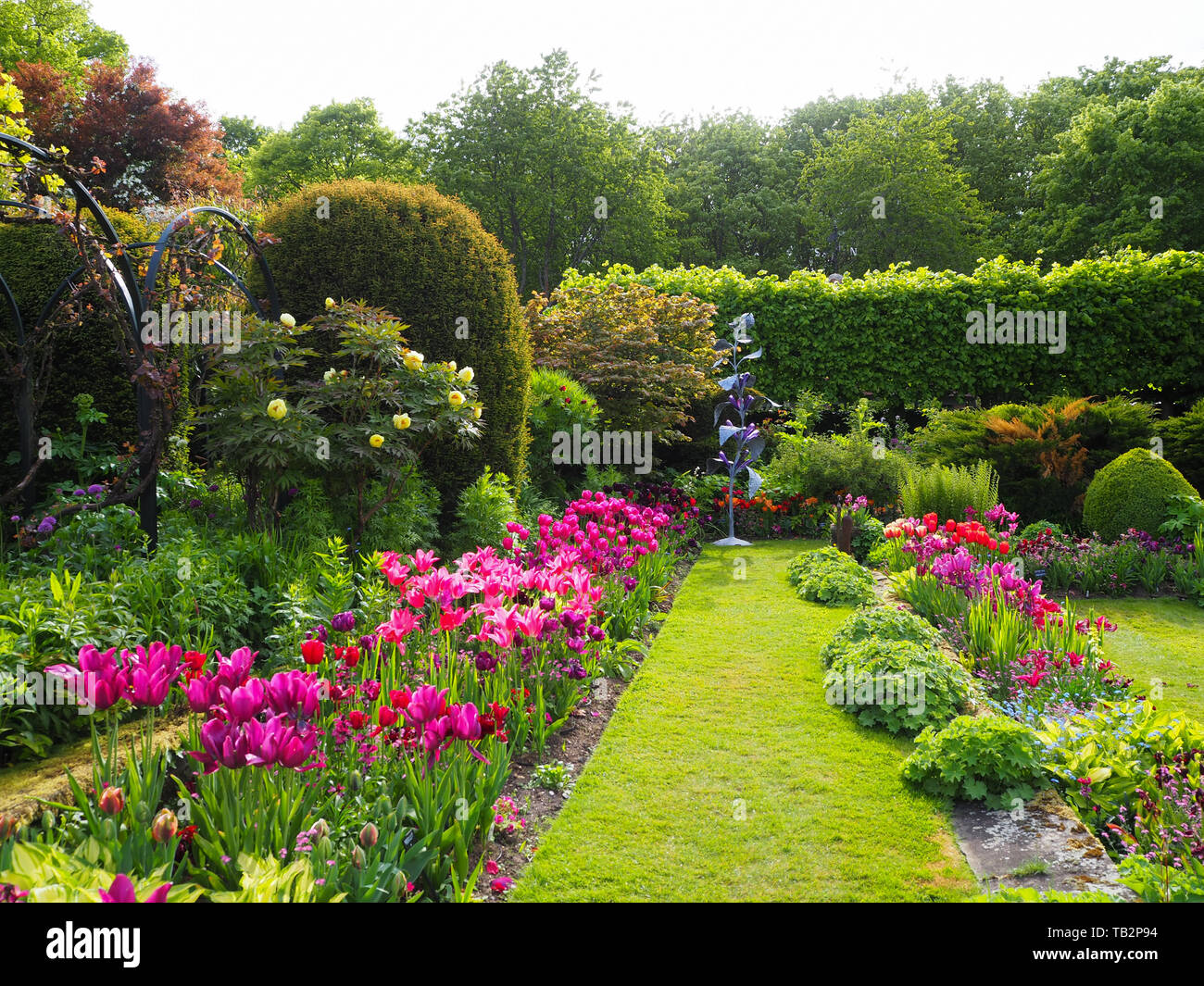 Chenies Manor Sunken Garden pink und lila Tulpen von Hecken, Formgehölze, Pfade gerahmt, Jenny Pickford Garten Skulptur auf einem frischen Mai Nachmittag. Stockfoto