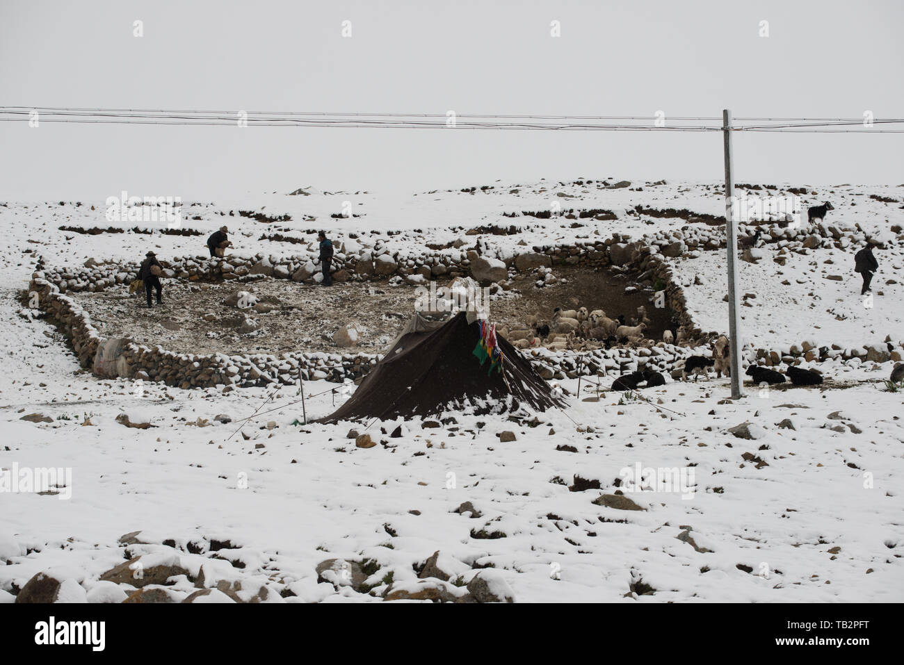 Nomad's Zelt im Schnee, Tibet Stockfoto