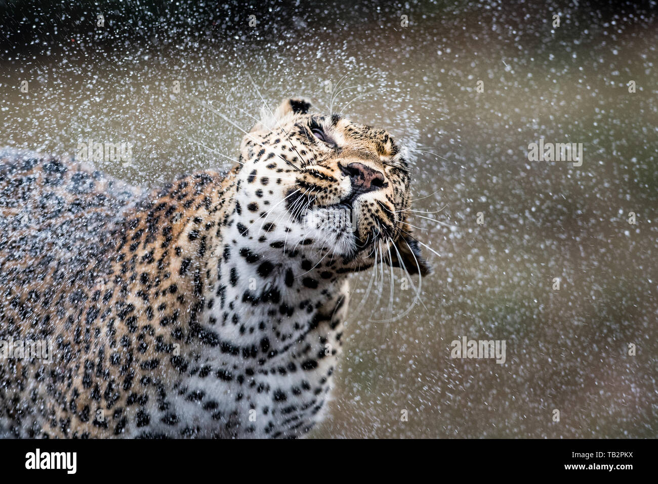 Ein leopard Panthera Pardus, schüttelt das Wasser selbst, Wassertröpfchen in der Luft, die Augen geschlossen Stockfoto