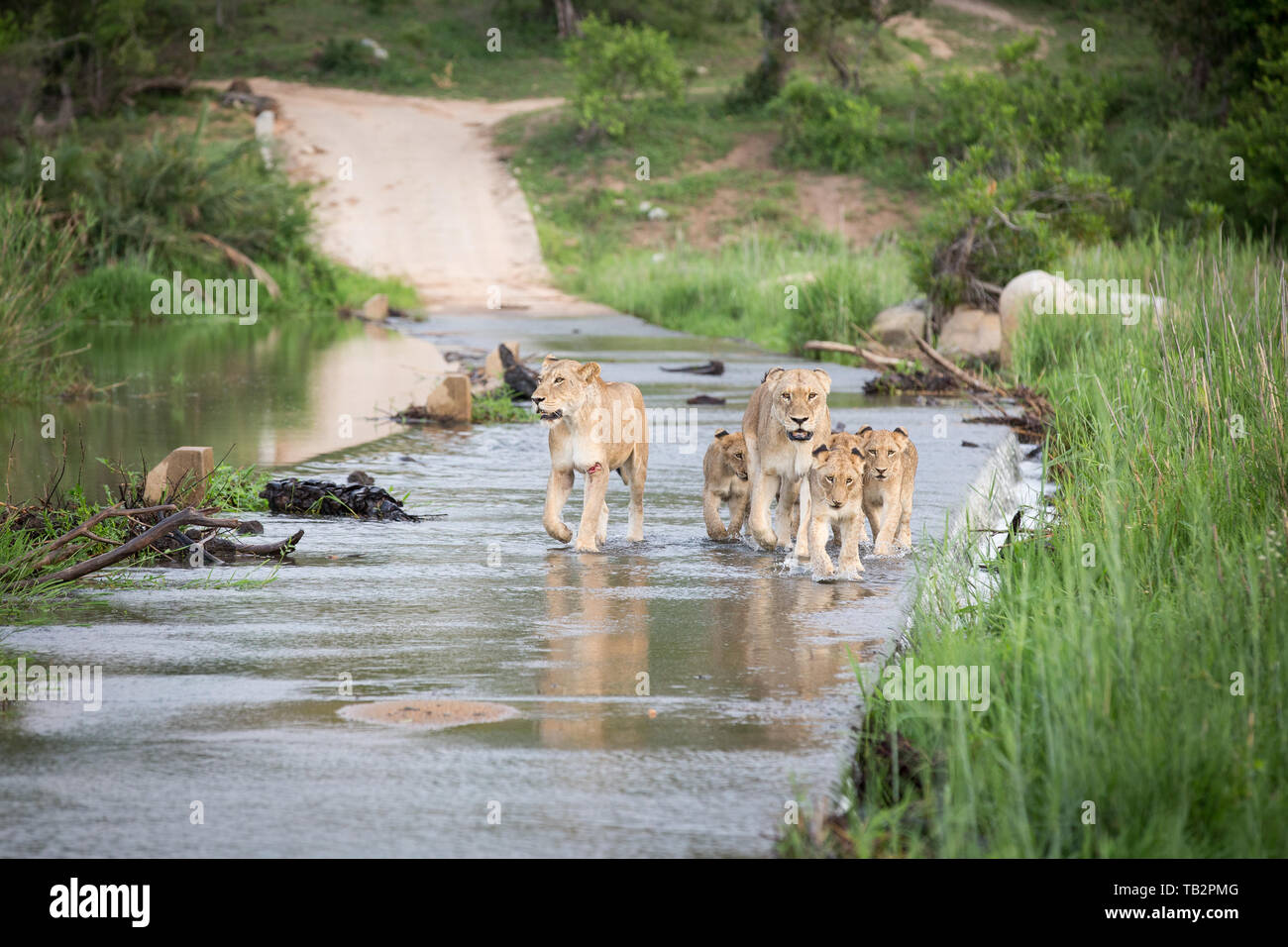 Ein Stolz des Löwen und Cubs, Panthera leo, überqueren Sie den Causeway eines Flusses, der Suche aus dem Rahmen, flankiert von Grün Stockfoto