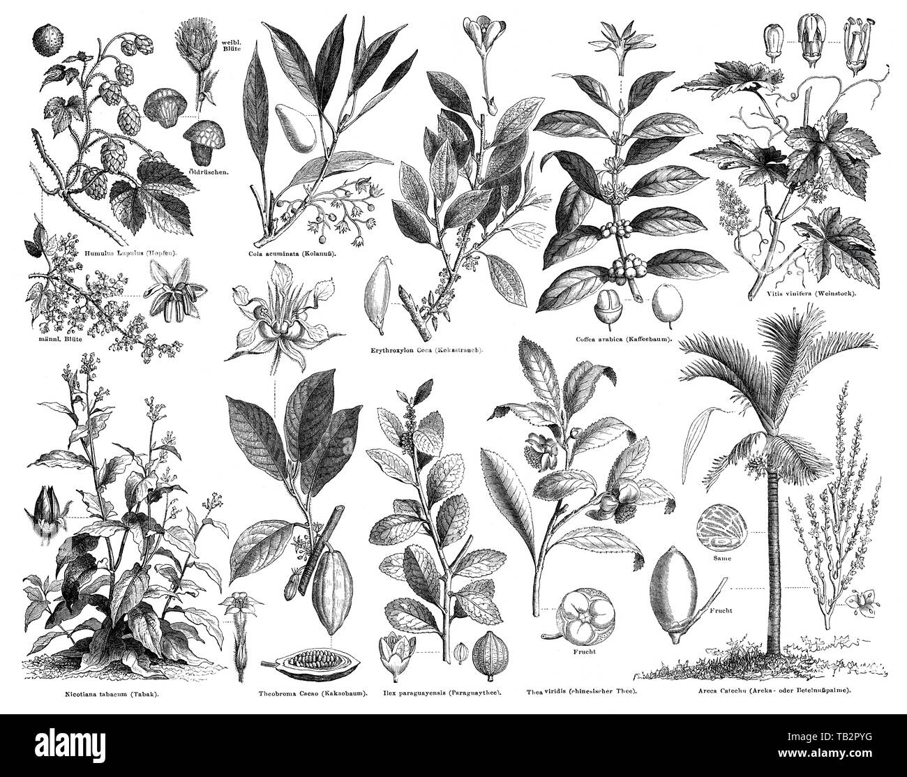 Pflanzen mit stimulierende Effekte Stockfoto