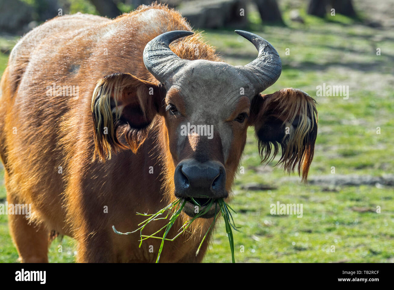 Afrikanische Wald buffalo Buffalo/Zwerg/Kongo Buffalo (Syncerus caffer nanus) native zu den Regenwäldern von Zentral- und Westafrika Stockfoto