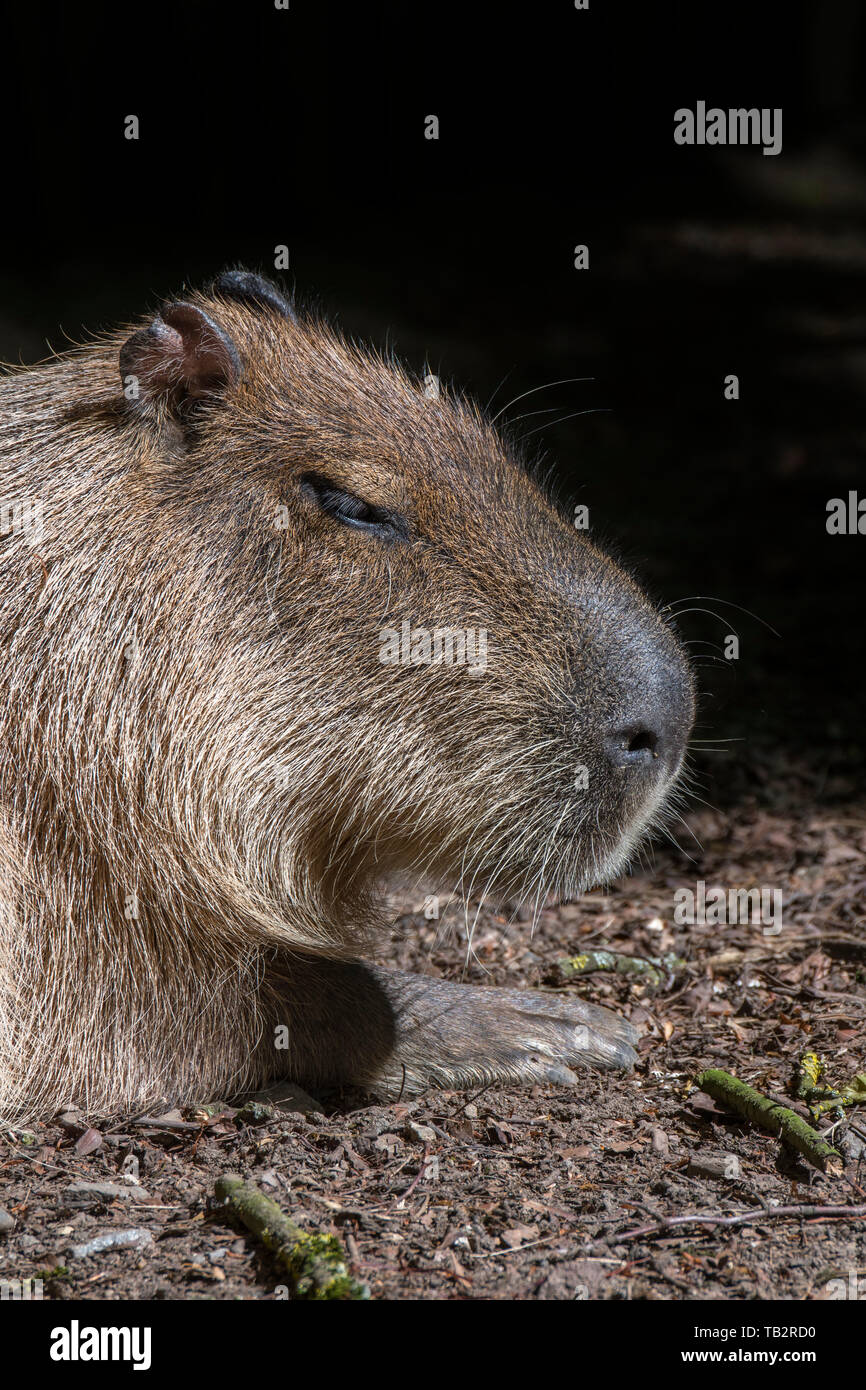 Capybara (Hydrochoerus hydrochaeris) größte lebende Nagetier der Welt aus Südamerika Stockfoto