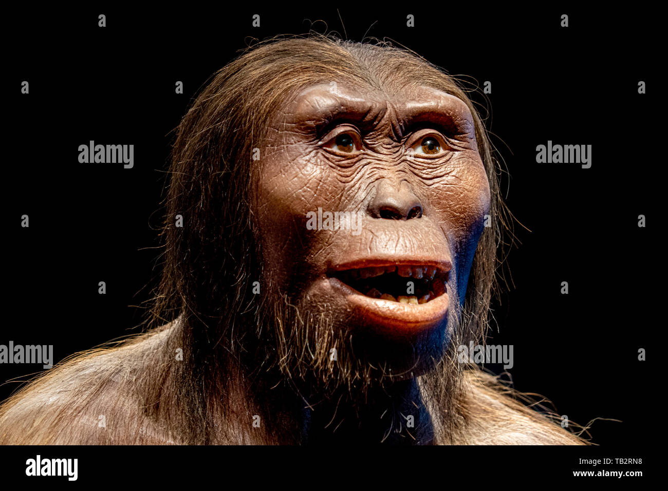 Lucy Neandertaler, Cro - magnon weiblichen Gesichts isoliert auf Schwarz Stockfoto