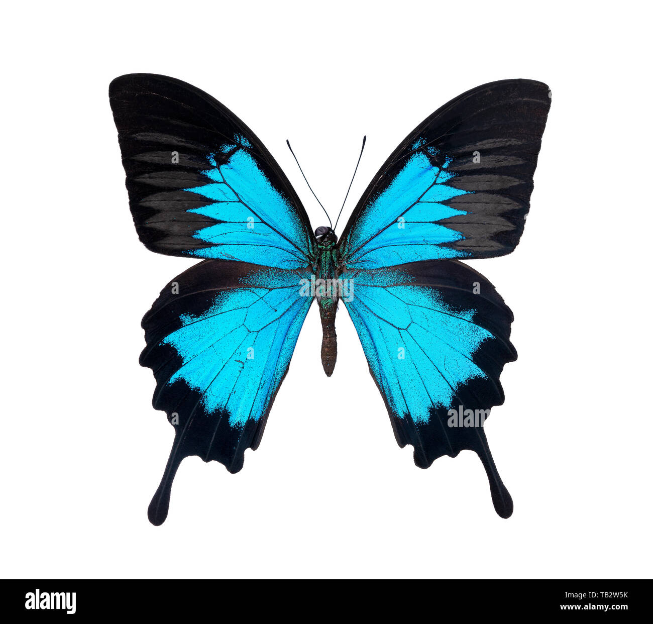 Schöner Schmetterling auf weißem Hintergrund Stockfoto