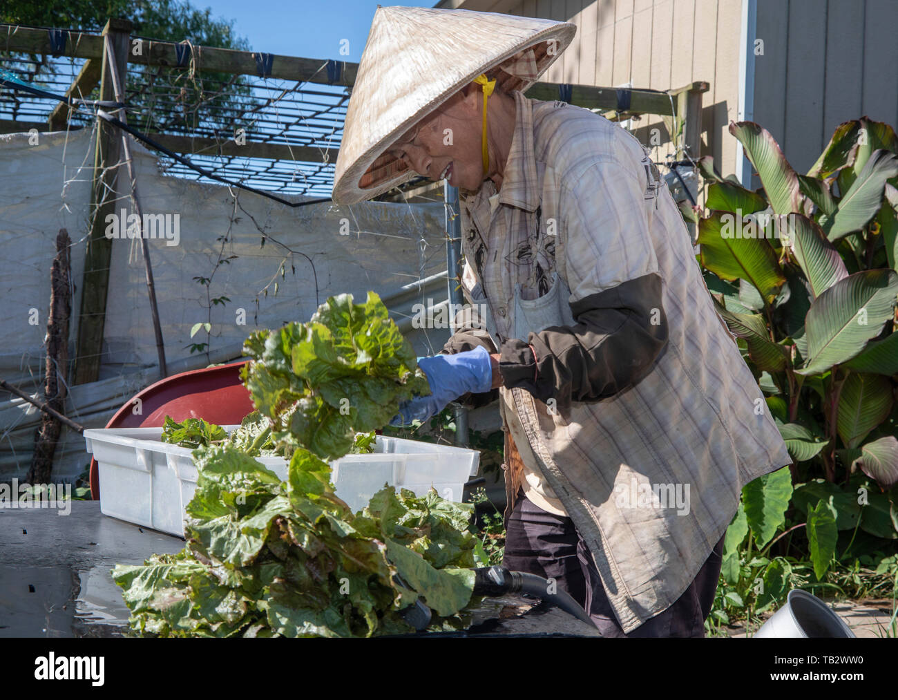 New Orleans, Louisiana - der Veggi Farmers Cooperative, eine kooperative städtischen Bauernhof in der vietnames Gemeinschaft von New Orleans. Die Coop ist ein Projekt von M Stockfoto