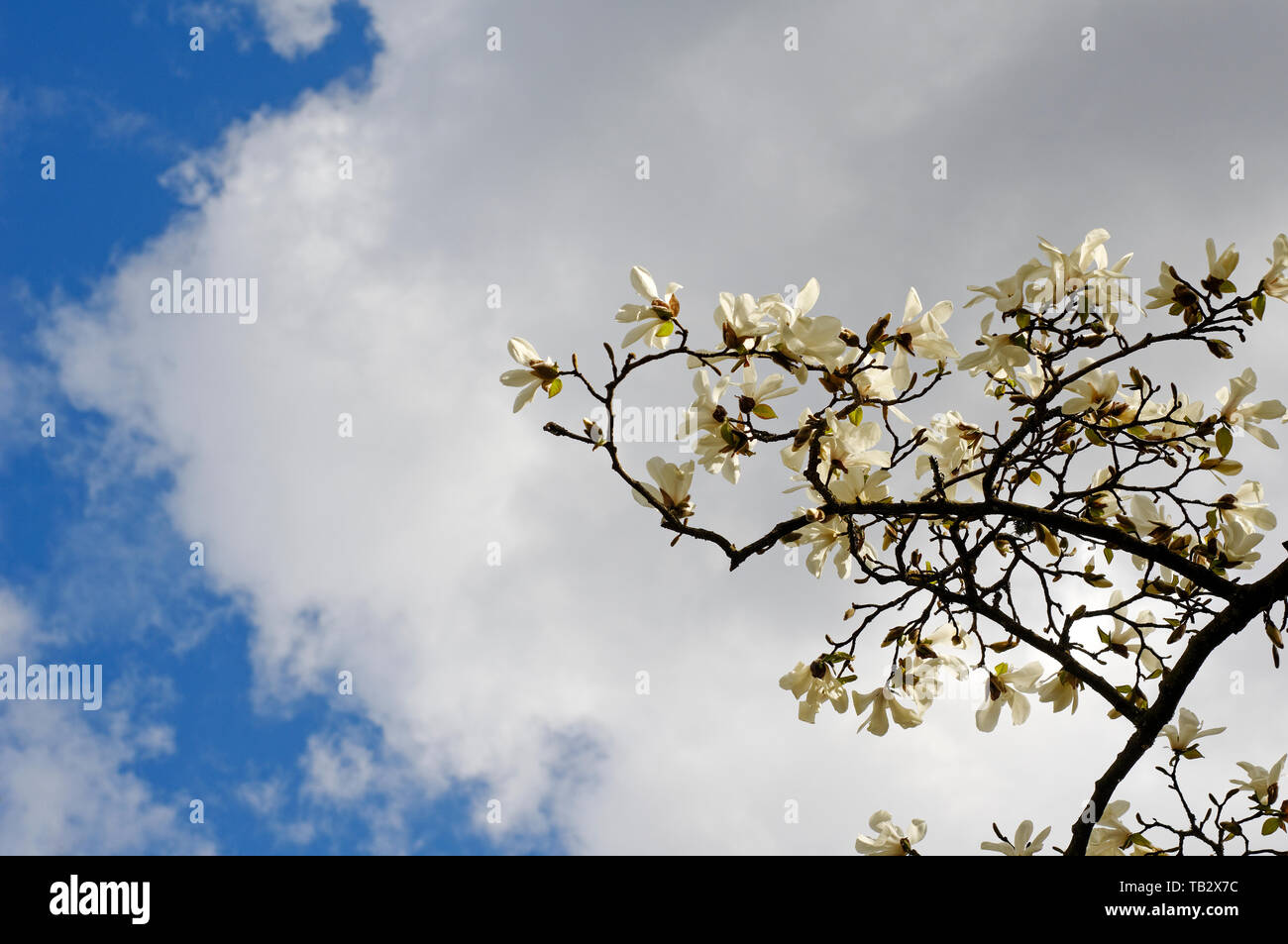 Ein Zweig der White Magnolia Blüten im Frühjahr mit Wolken und blauer Himmel im Hintergrund Stockfoto