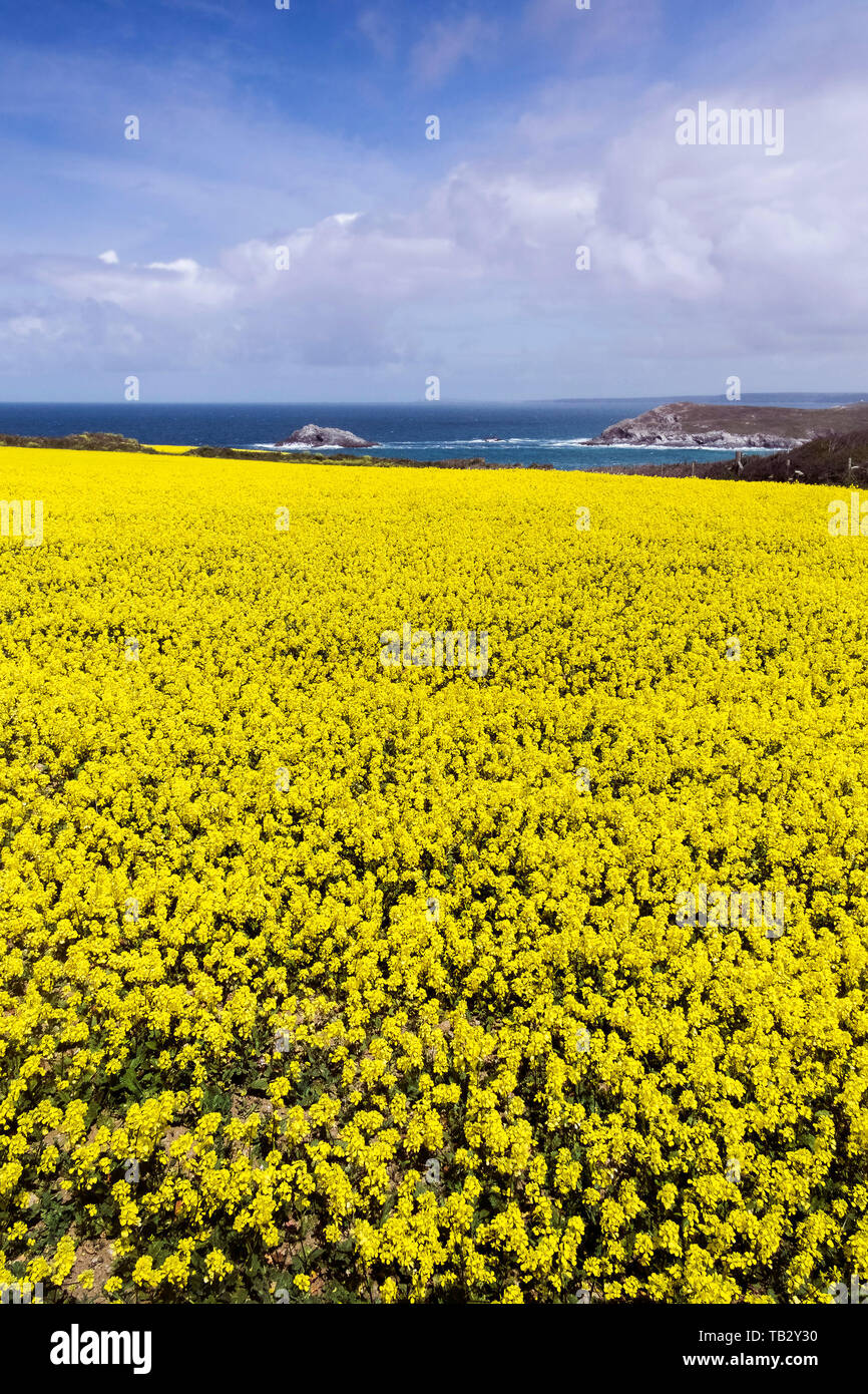 Das intensive Gelb der wilden Senf Sinapis arvensis in einem Feld auf der West Pentire in Newquay in Cornwall wachsen. Stockfoto