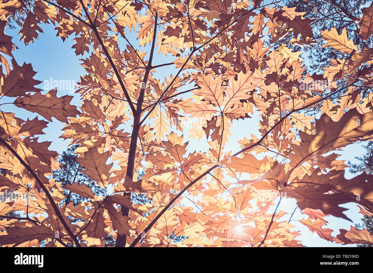 Oben an der Blätter gegen die Sonne, Farbe getonte Bild. Stockfoto