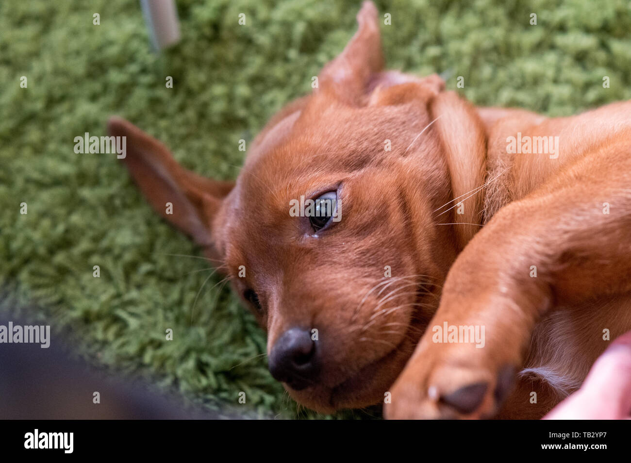 Cute-braune Labrador Retriever Welpen Licht Stockfoto