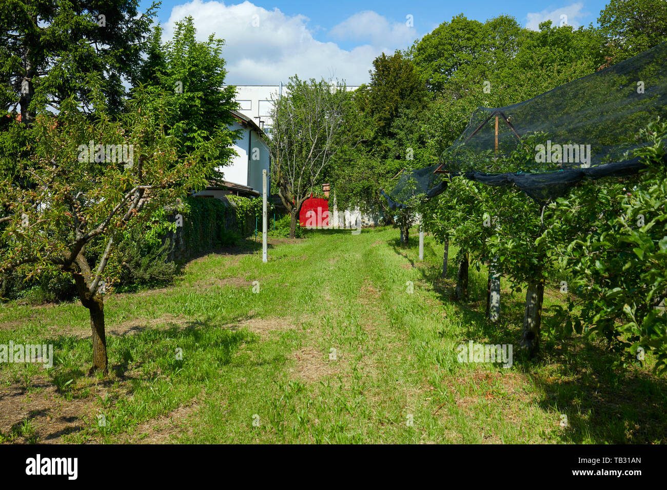 Orchard und grünes Gras weg an einem sonnigen Sommertag, Italien Stockfoto