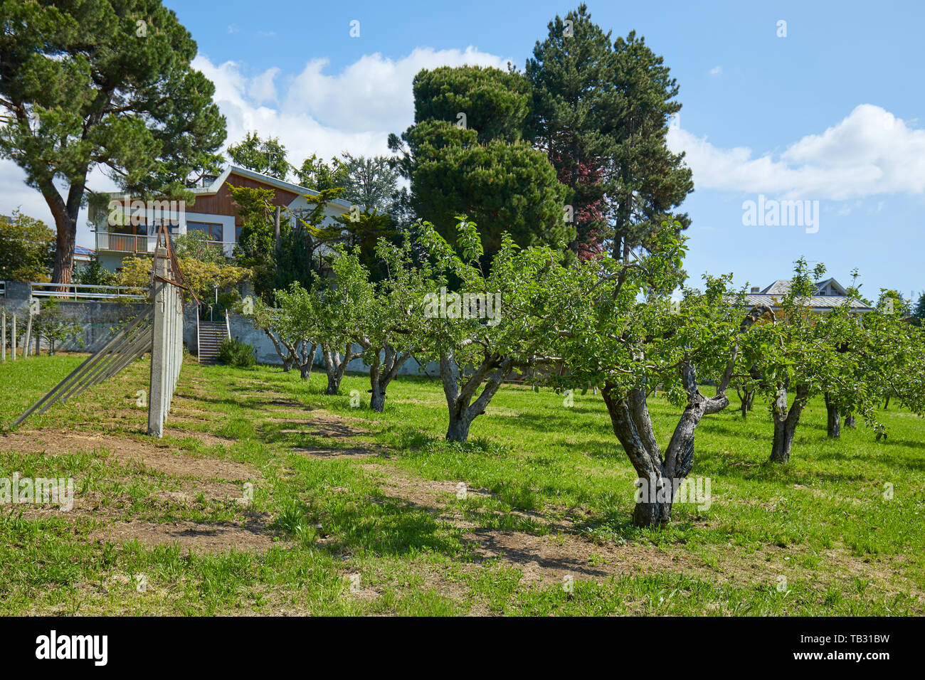 Obstgarten und Villa in sonniger Sommertag, Italien Stockfoto