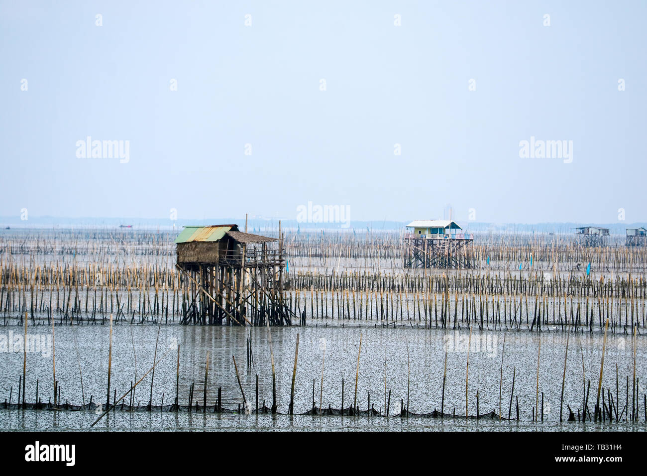 Muschelfarm in das Meer entlang der Mangrovenwälder Stockfoto