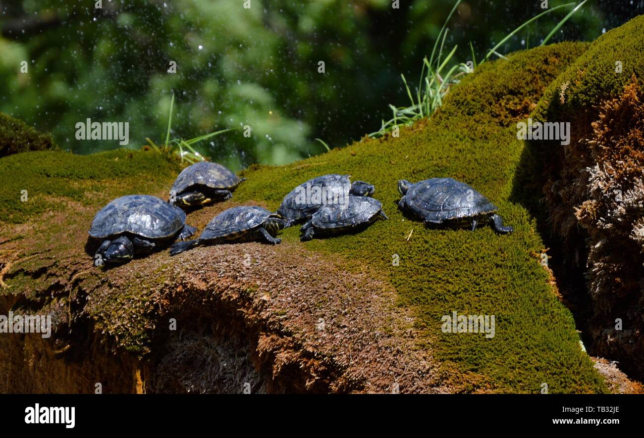 Yellow bellied Schieberegler Schildkröten auf Moos bedeckt Brunnen Stockfoto