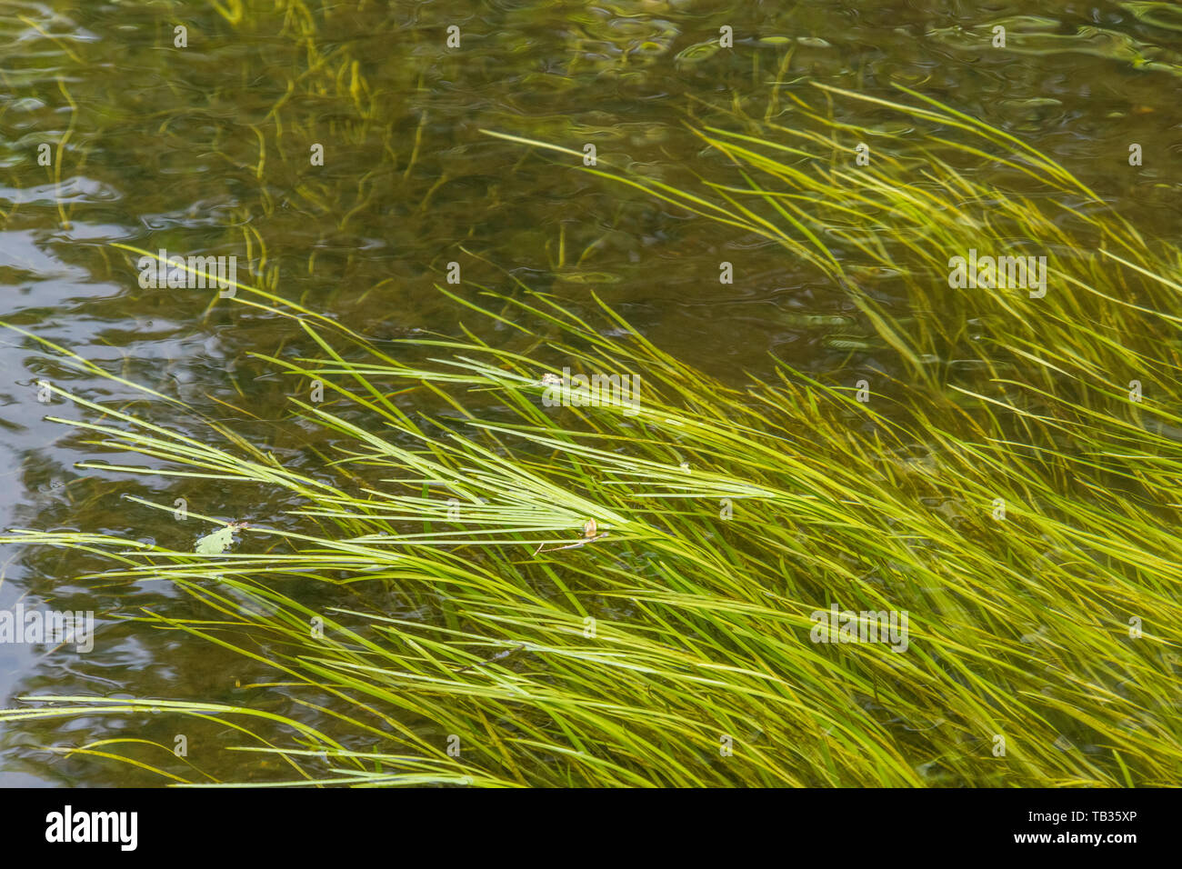 Unter Wasser Licht grünes Gras - wie Unkraut in fließenden Gewässern der River Fowey. Werden Vallisneria spiralis/Eelweed, Seegras, tapeweed, tapegrass geglaubt. Stockfoto