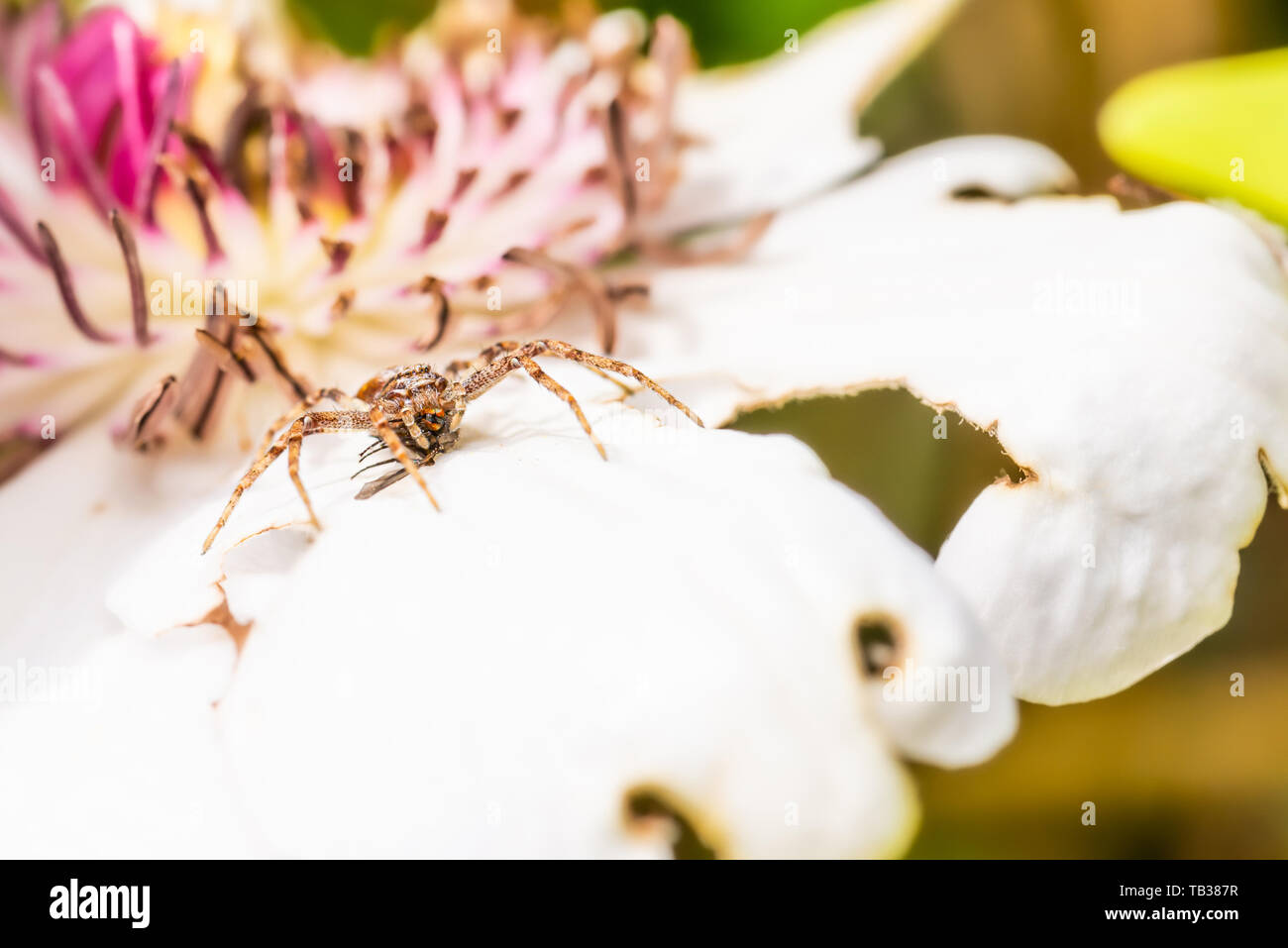Horizontale Foto von Nizza braune Spinne. Insekt ist auf weiße Blüte mit rosa Zentrum thront. Spider verfing sich ein fliegen und es isst. Spider hat haarigen Körper und l Stockfoto