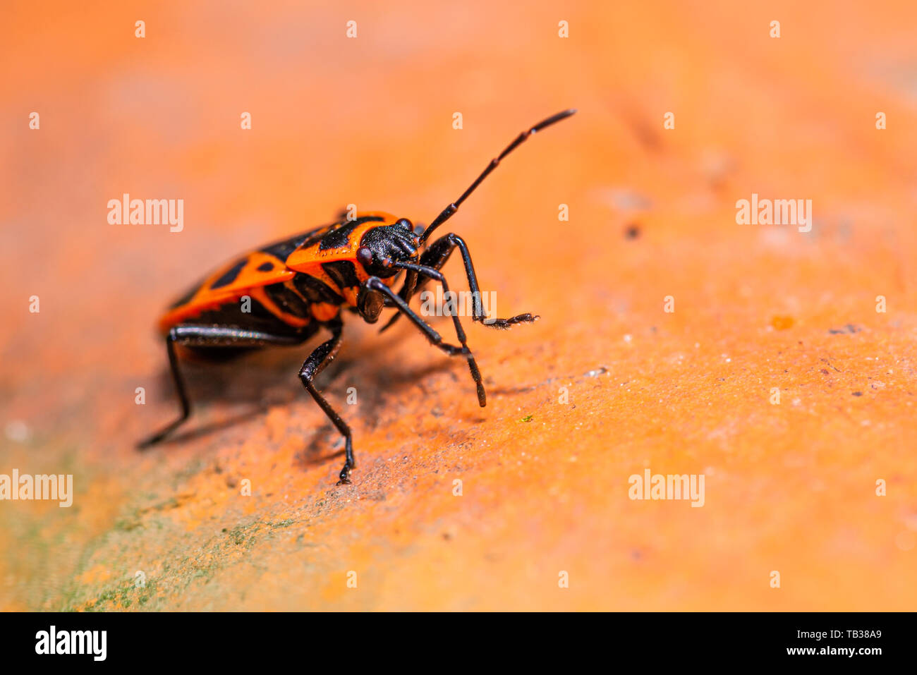 Horizontale Foto von einzelnen roten Bug - heteroptera. Käfer ist auf alten roten Backstein im Garten gehockt. Fehler wurde schön rot mit schwarzen Punkten und lange ant Stockfoto