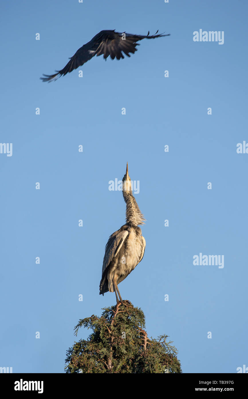 Wilder, britischer Graureiher-Vogel (Ardea cinerea) isoliert, hoch oben in der Baumspitze Großbritanniens, belästigt durch lästige, fliegende Krähe. Stockfoto