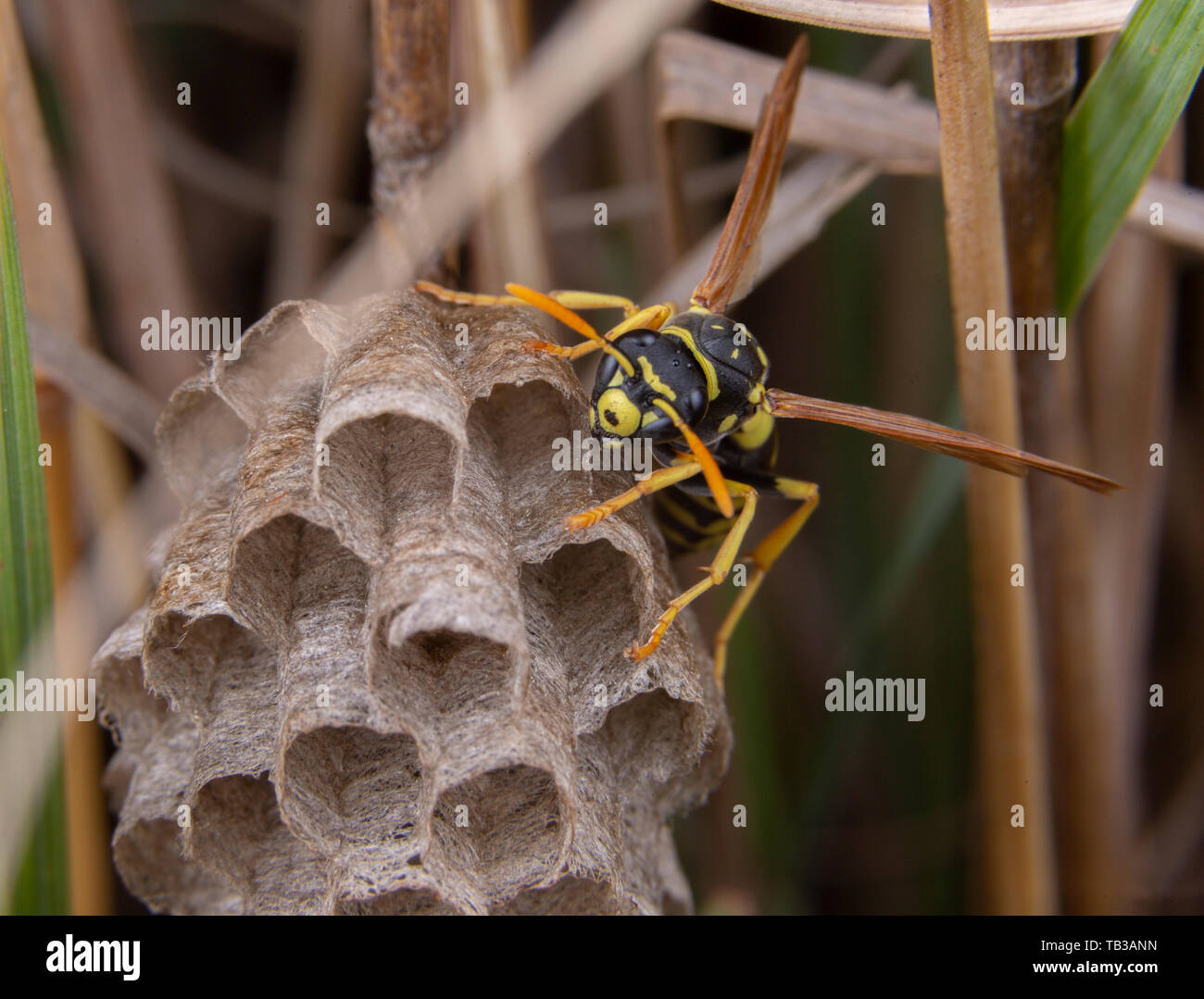 Feldwespe galicus bischoffi Wasp Hornet kümmert sich um sein Nest Stockfoto