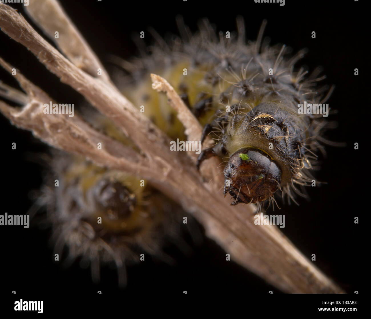 Kleine haarige Raupe von Lymantria dispar auf einem Zweig Makro portrait Stockfoto