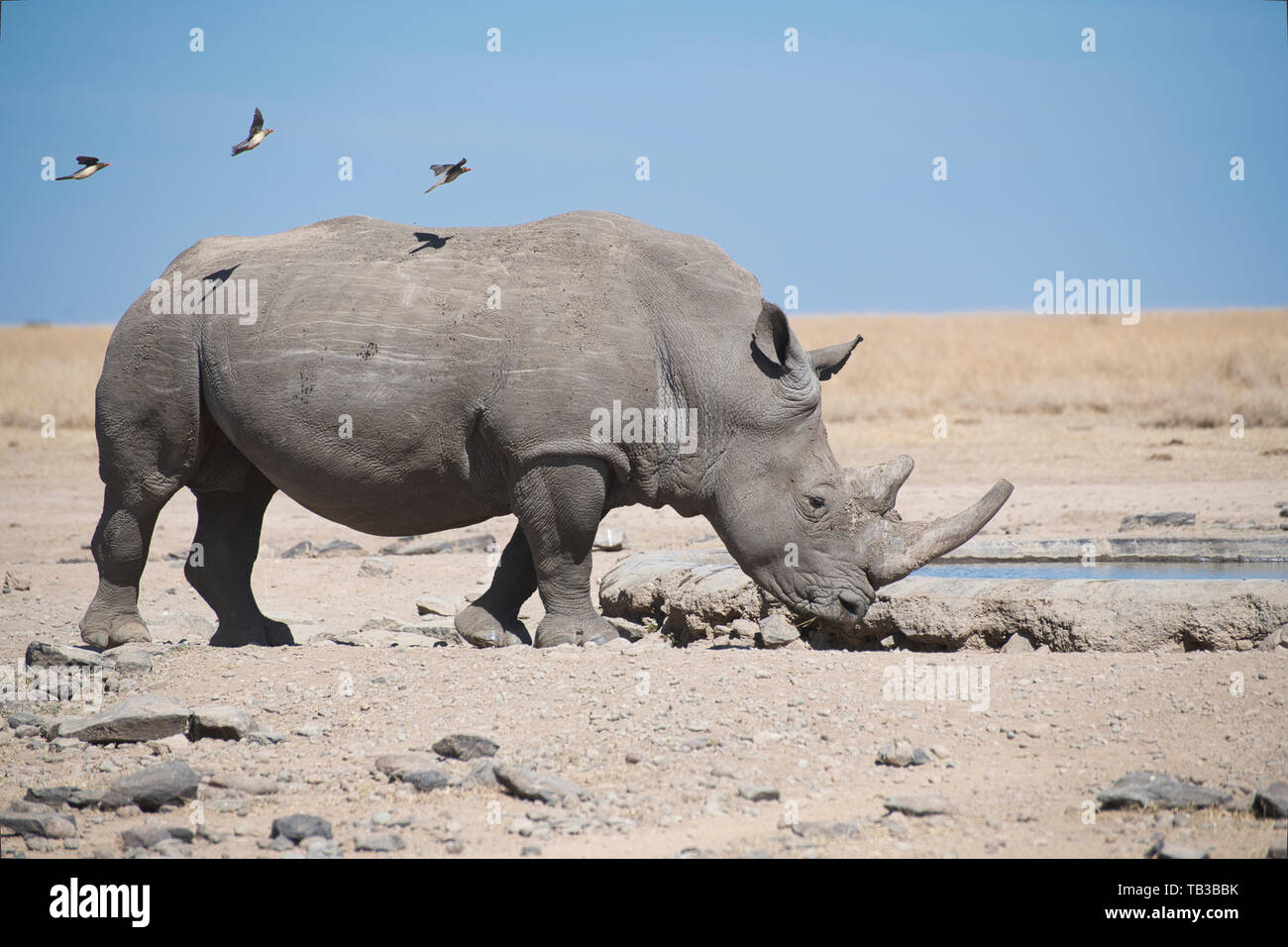 Weiß oder Gras Nashörner (Rhinocerotidae)) trinken an einer künstlichen Wasserloch. Hinweis Die oxpeckers Landung auf der Rhino zurück Stockfoto