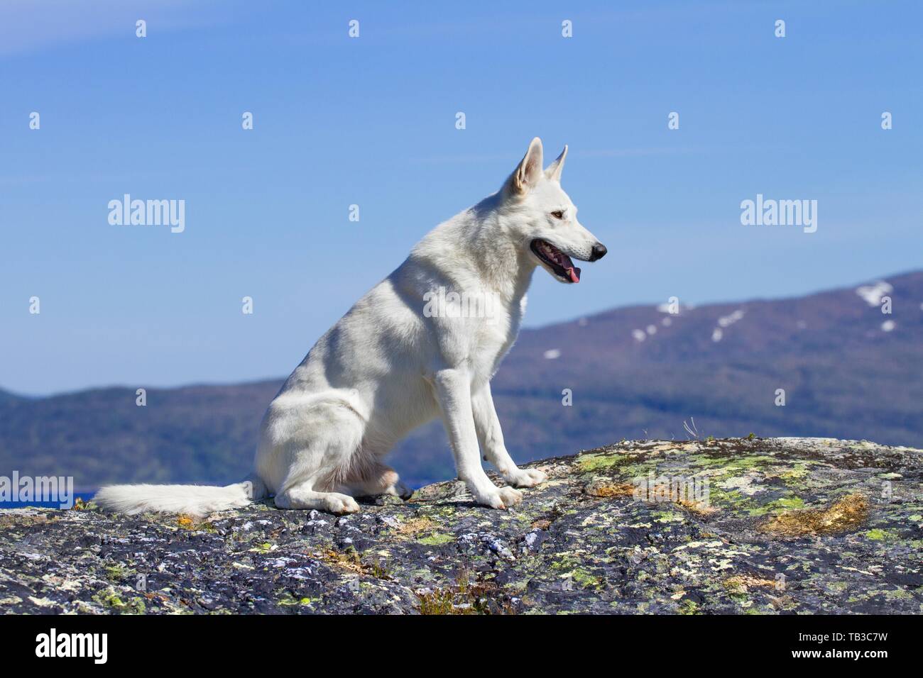 Swiss Sit Stockfotos und -bilder Kaufen - Seite 2 - Alamy